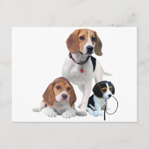 Postal Familia Beagle