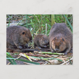 Postal Familia Beaver