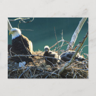 Postal Familia BEF Bald Eagle