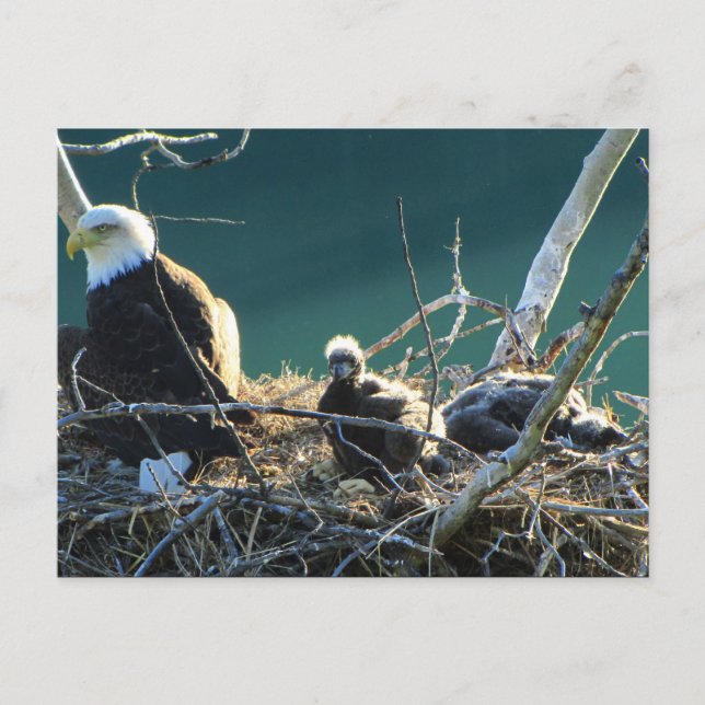 Postal Familia BEF Bald Eagle (Anverso)