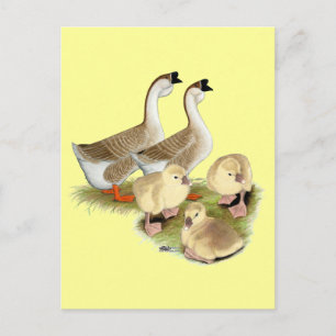 Postal Familia Buff African Goose