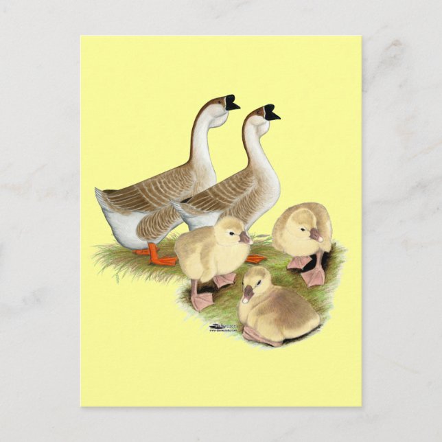 Postal Familia Buff African Goose (Anverso)