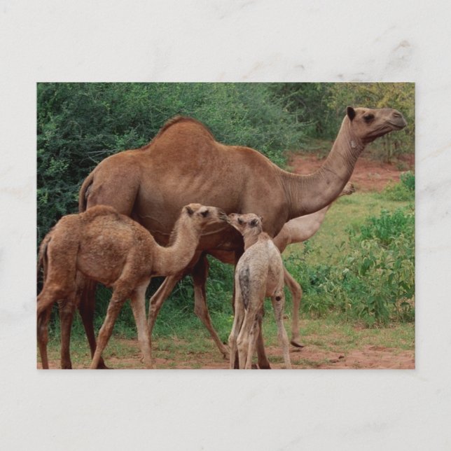Postal Familia Camel (Anverso)