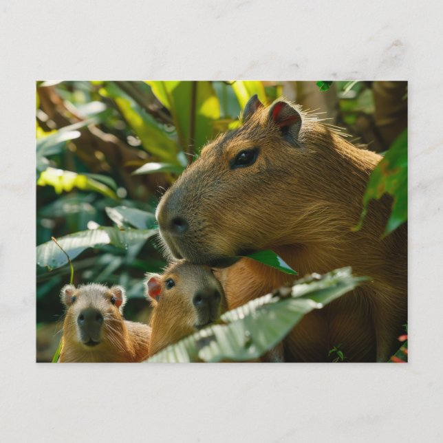 Postal Familia Capybara en el hábitat tropical (Anverso)
