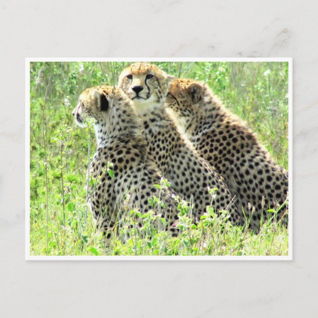 Postal familia cheetah (Anverso)