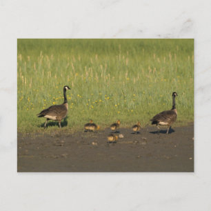 Postal / Familia Cosa de Canadá