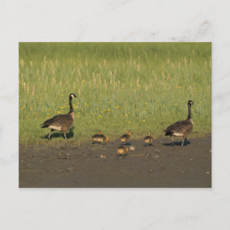 Postal / Familia Cosa de Canadá