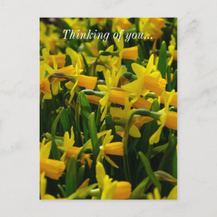Postal Familia Daffodil Pensando En Usted Postcard