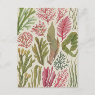 Postal Familia de algas marinas