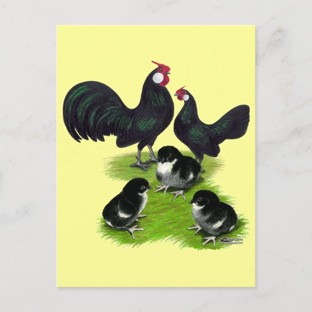 Postal Familia de Bantam Negro Rosecomb (Anverso)