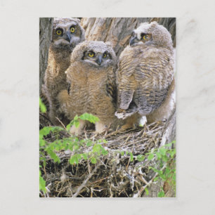 Postal Familia de búhos americanos jóvenes (Bubo virginia