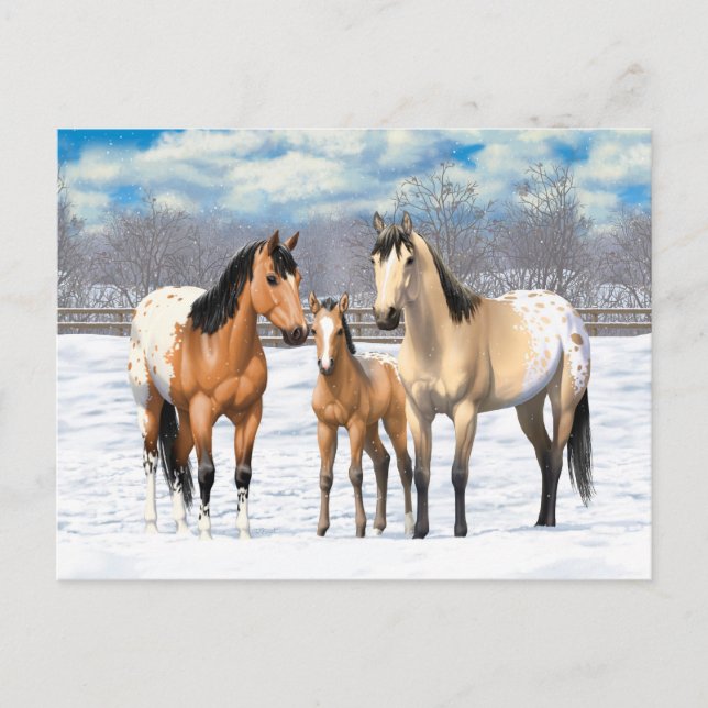 Postal Familia De Caballos Appaloosa De Cuello De Buckski (Anverso)