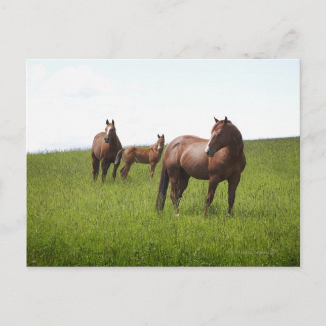 Postal Familia de caballos en el campo (Anverso)
