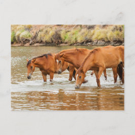 Postal Familia de caballos marrones en el río