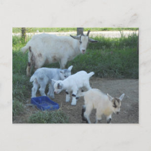 Postal Familia de cabras bebés