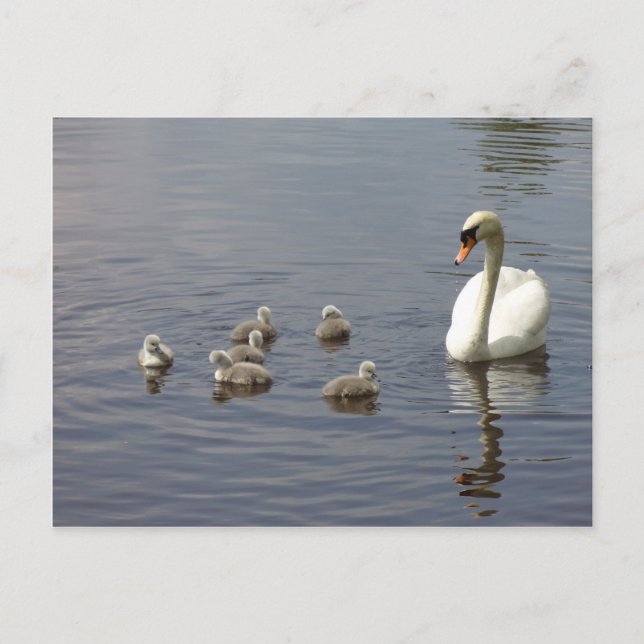 Postal Familia de cisnes en el agua (Anverso)