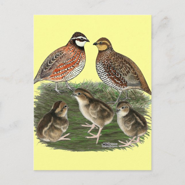 Postal Familia de codornices Bobwhite (Anverso)