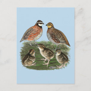 Postal Familia de codornices Bobwhite