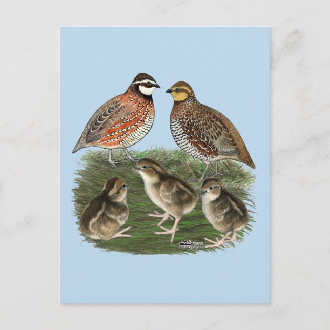 Postal Familia de codornices Bobwhite (Anverso)