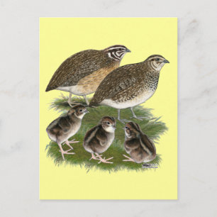 Postal Familia de codornices Coturnix