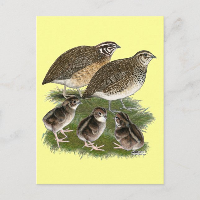 Postal Familia de codornices Coturnix (Anverso)