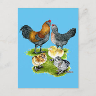 Postal Familia de Gallinas Ameraucanas