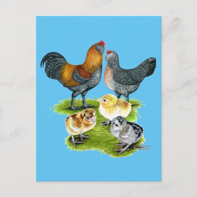 Postal Familia de Gallinas Ameraucanas (Anverso)
