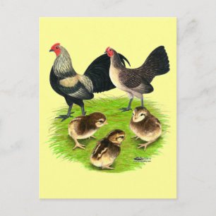 Postal Familia de Gallinas Enanas Old English Brassy Back