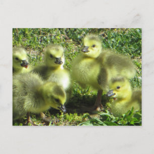 Postal Familia de gansos
