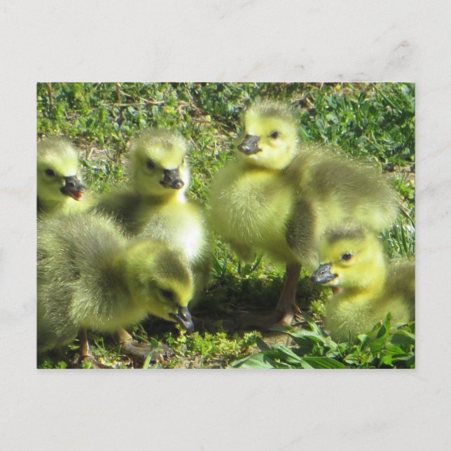 Postal Familia de gansos (Anverso)