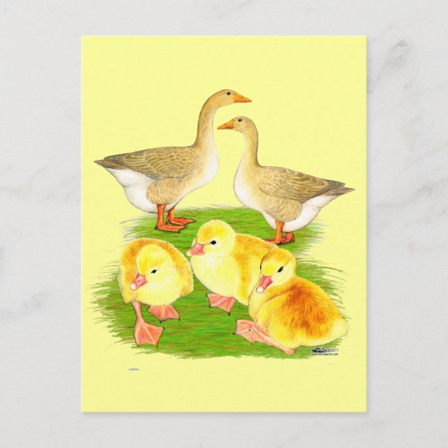 Postal Familia de gansos búfalo (Anverso)