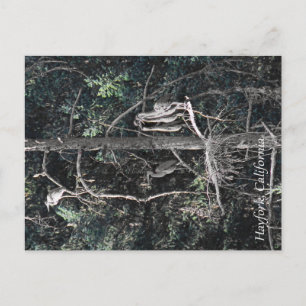 Postal Familia de Garzas...