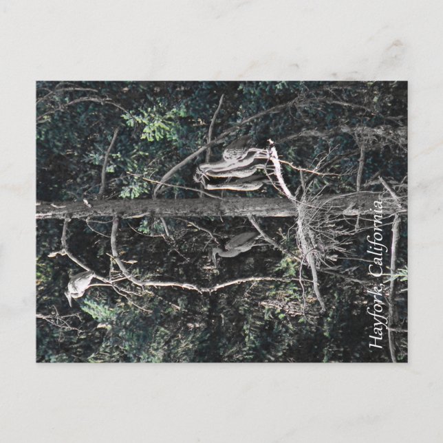 Postal Familia de Garzas... (Anverso)