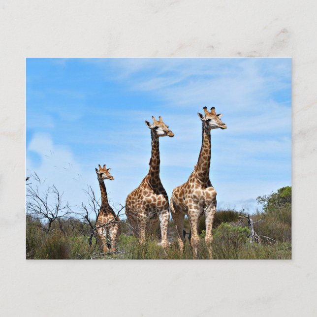 Postal Familia de jirafas (Anverso)