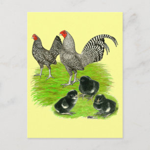 Postal Familia de la gallina enana Old English Barred