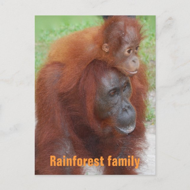 Postal Familia de la selva tropical de Kalimantan Indones (Anverso)