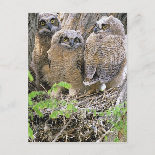 Postal Familia de las grandes lechuzas (Bubo virginianus) (Anverso)