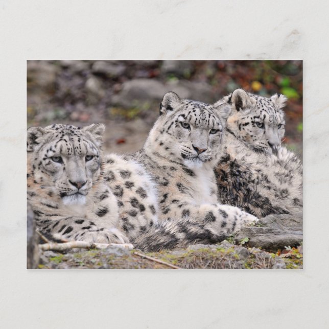 Postal Familia de Leopardos Blancos de Black Spots (Anverso)