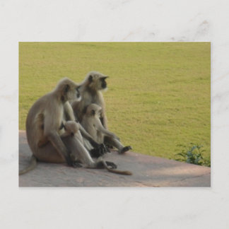 Postal familia de monos 2
