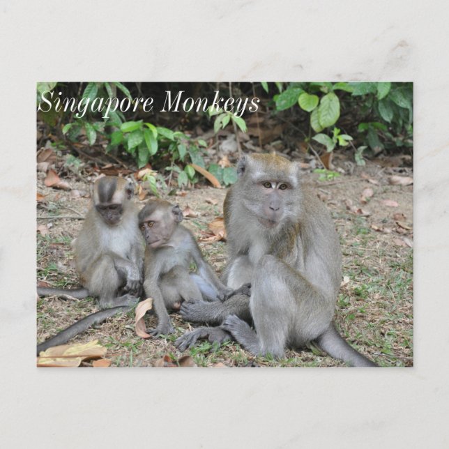 Postal Familia de monos de Singapur (Anverso)