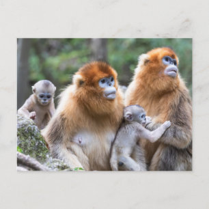 Postal Familia de monos narigudos dorados