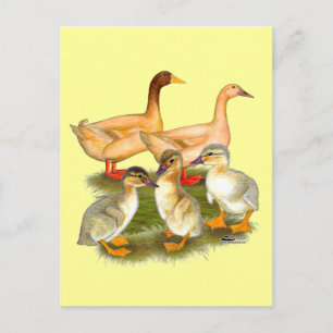 Postal Familia de patos Buff Orpington