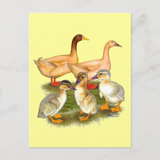 Postal Familia de patos Buff Orpington (Anverso)