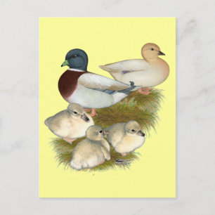 Postal Familia de patos Call Pastel