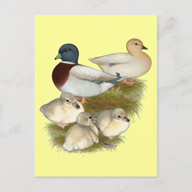 Postal Familia de patos Call Pastel (Anverso)