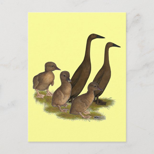 Postal Familia de patos corredores de chocolate (Anverso)