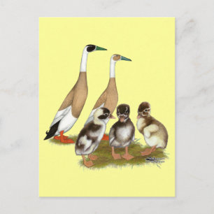Postal Familia de patos corredores plumados