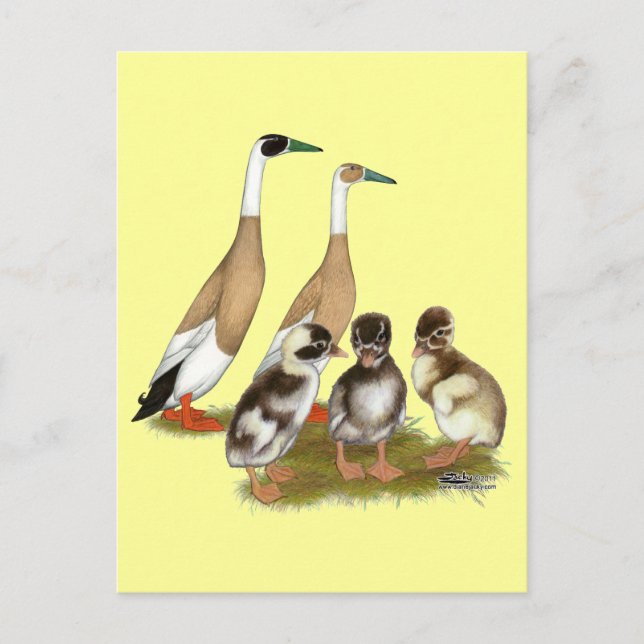 Postal Familia de patos corredores plumados (Anverso)