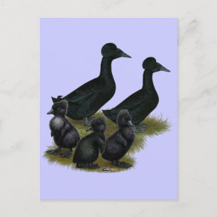 Postal Familia de patos de cresta negra