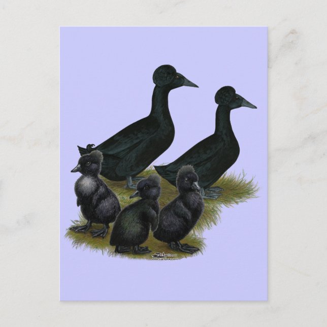 Postal Familia de patos de cresta negra (Anverso)